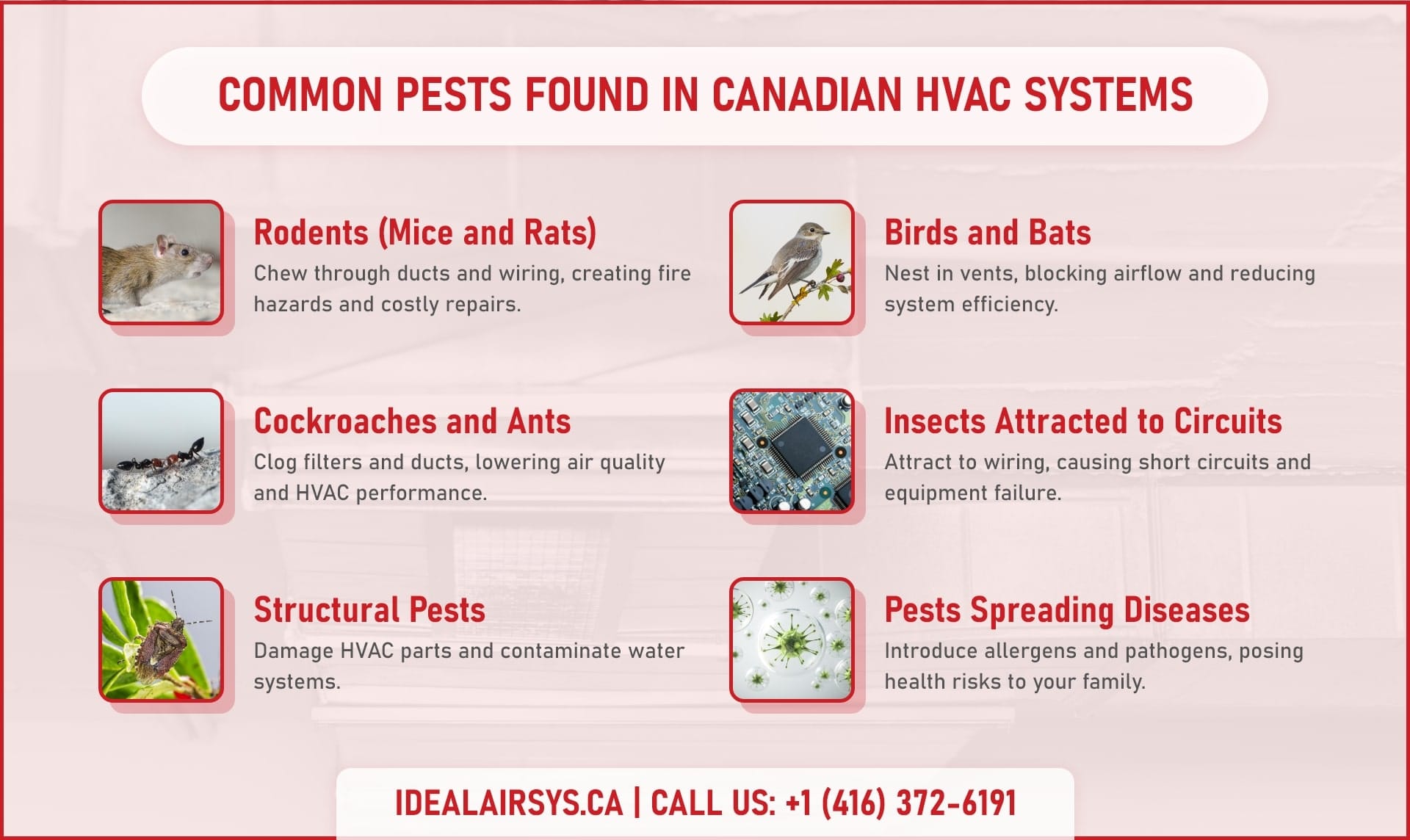 How to Prevent Pest Infestations in HVAC Systems: 4 Best Simple Solutions for GTA Homeowners 2 Common Pests Found in Canadian HVAC Systems